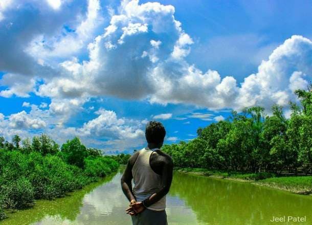 Mangroves, Sundarbans