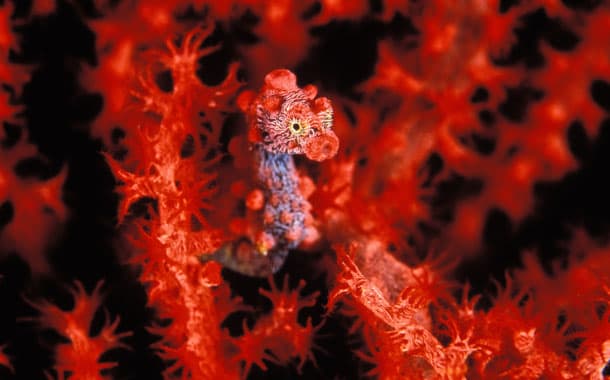 Miniscule pygmy seahorse