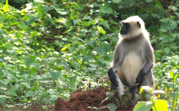 Monkey spotted at Nagarhole National Park, Mysore