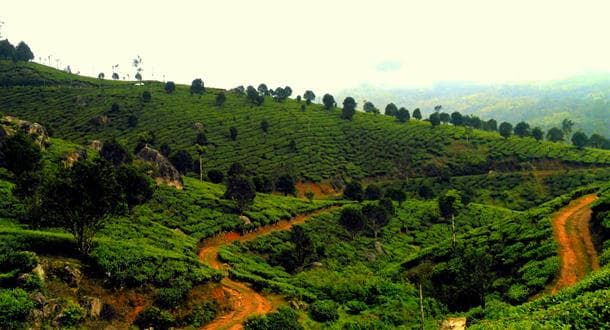 Munnar - Thekkady Tea Estate