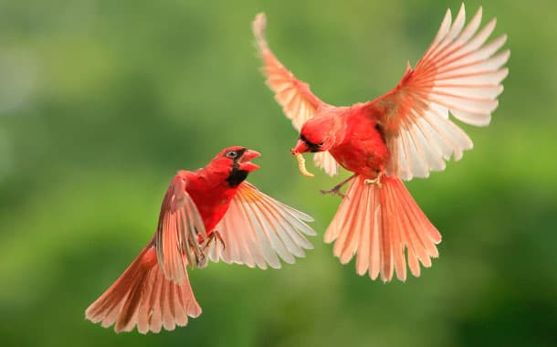Northern Cardinals, North America