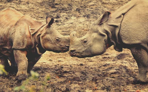 Pair of one-horned rhinoceros