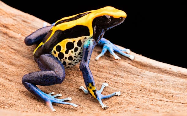 Poison dart frog, Amazon rainforest