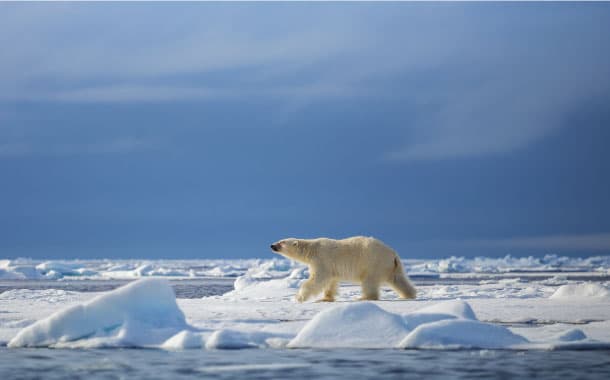 Polar bears in Spitsbergen, Norway