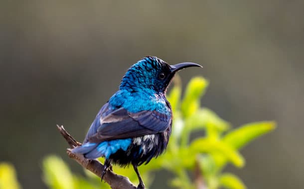 Purple Sunbird, Rajasthan