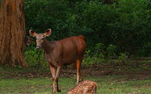 Samba spotted at Nagarhole National Park