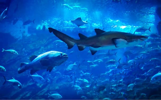 Shark Diving in Dubai Mall