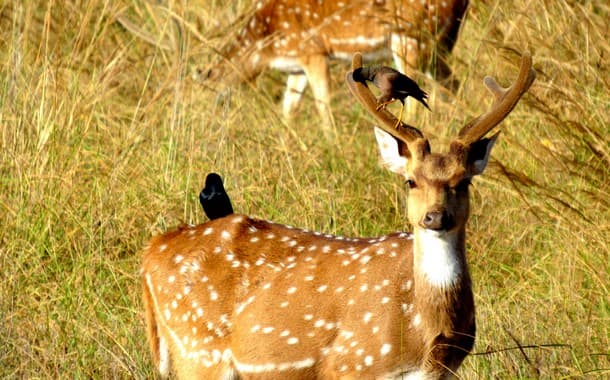 Spotted Deer with Drongo