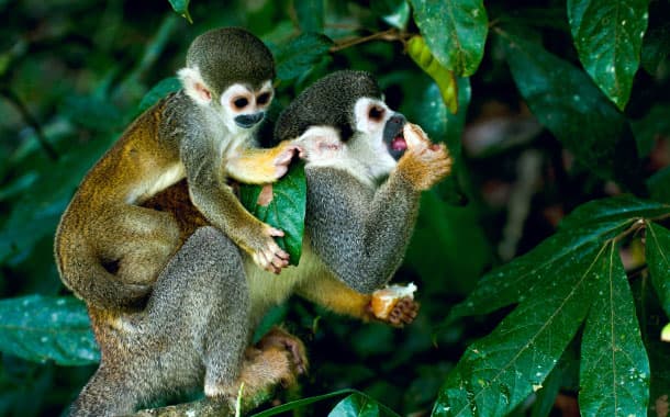 Squirrel Monkeys in Amazon rainforest