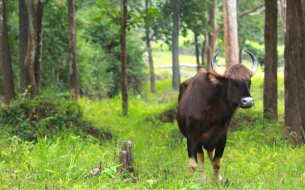 The Wild Bison at Nagarhole National Park