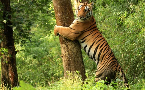 Tiger_Bandhavgarh_National_Park