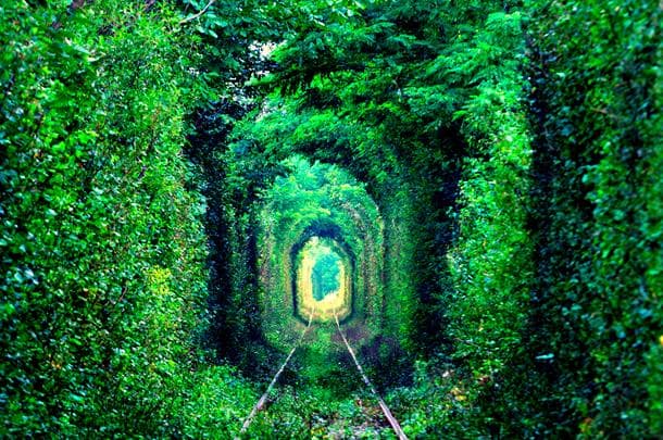 Tunnel of Love formed by trees in Ukraine