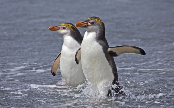 Two Royal Penguins