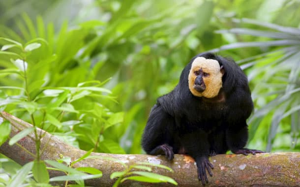 White-faced Saki Monkey, Amazon