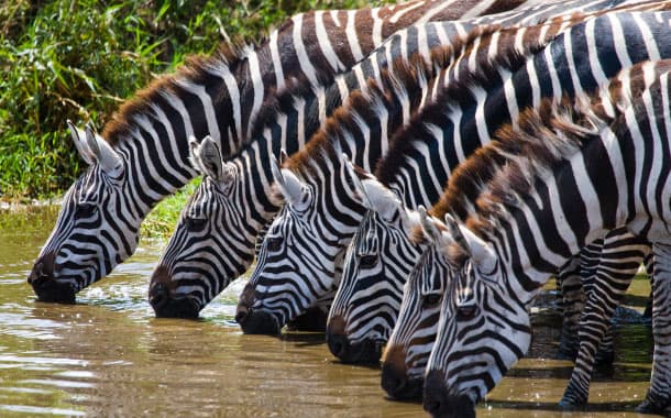 Zebras drinking water from the river, Maasai Mara